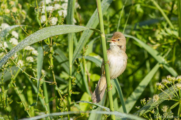 Rousserolle effarvatte — Acrocephalus scirpaceus (Hermann, 1804), (Urt (64), France, le 19/05/2020)