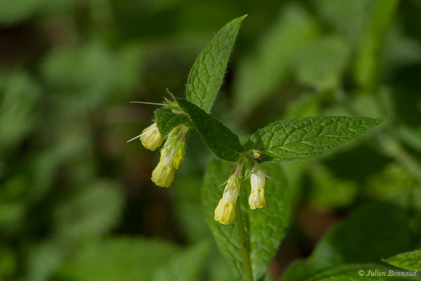 Grande consoude — Symphytum officinale L., 1753, (Bordes (64), France, le 10-04-2018)