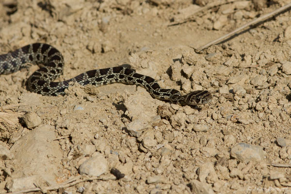 Couleuvre fer-à-cheval — Hemorrhois hippocrepis (Linnaeus, 1758), (jeune) (Sagres (Vila do Bispo), (Algarve), Portugal, le 03/09/2018)