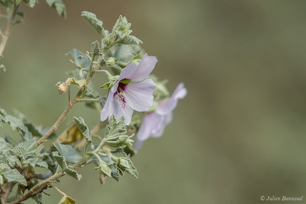 Lavetère maritime — Malva subovata (DC.) Molero & J.M.Monts., 2005, (Notre-Dame du Mai, Six-Fours-les-Plages (83), France, le 02/02/2021)