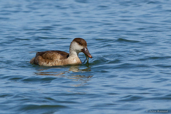 Nette rousse — Netta rufina (Pallas, 1773), (Parc Naturel du Delta de l'Ebre (Catalogne), Espagne, le 05/06/2022)