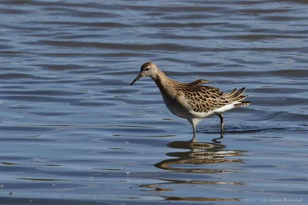 Combattant varié — Calidris pugnax (Linnaeus, 1758), (Réserve ornithologique du Teich (33), France, le 18/10/2022)