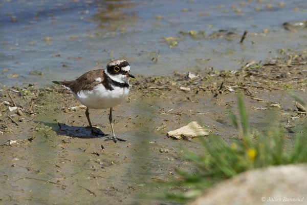 Petit Gravelot — Charadrius dubius Scopoli, 1786, (réserve ornithologique du Teich (33), France, le 23/05/2021)
