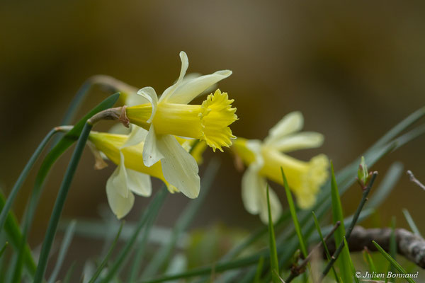 Narcisse jaune — Narcissus pseudonarcissus L., 1753, (Ussat (09), France, le 23/03/2018)
