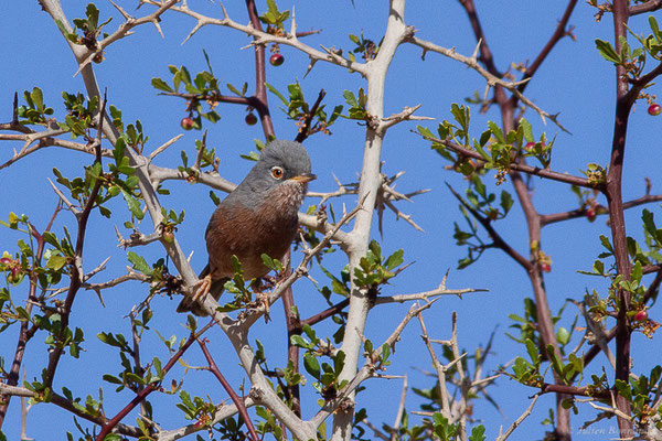 Fauvette de l'Atlas — Curruca deserticola (Tristram, 1859), (Msseyed (Guelmim-Oued Noun), Maroc, le 06/02/2024)