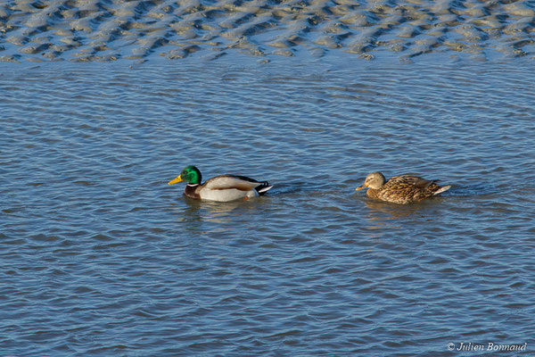 Canard colvert — Anas platyrhynchos Linnaeus, 1758, (couple) (Baie de Saint-Brieuc, Hillion (22), France, le 11/01/2018)