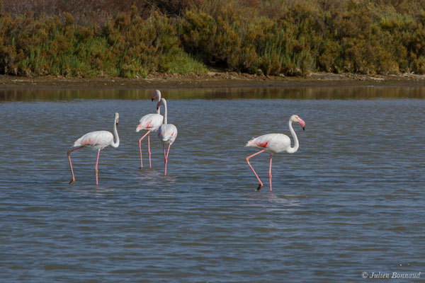 Flamant rose – Phoenicopterus roseus Pallas, 1811, (Ria Formosa (Faro), (Algarve), Portugal, le 01/09/2018)
