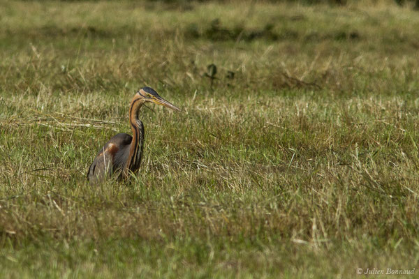 Héron pourpré — Ardea purpurea Linnaeus, 1766, (Saint-Thomas-de-Conac (17), France, le 21/06/2018)