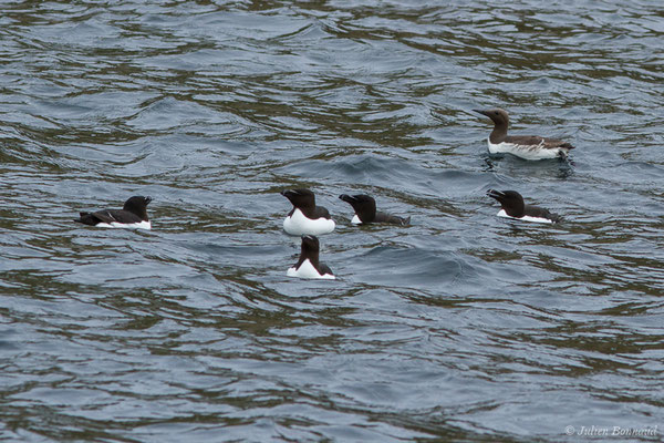 Pingouin torda — Alca torda Linnaeus, 1758 et Guillemot de Troïl (Uria aalge), (Réserve naturelle nationale des Sept-Îles, Perros-Guirec (22), France, le 05/07/2021)