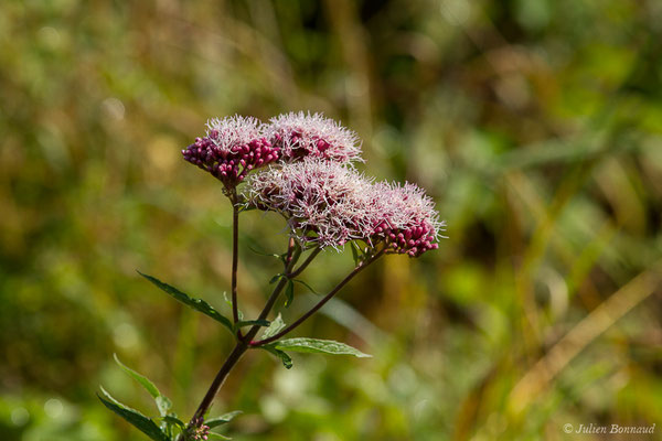 Eupatoire chanvrine — Eupatorium cannabinum L., 1753, (Buzy (64), France, le 30/09/2020)