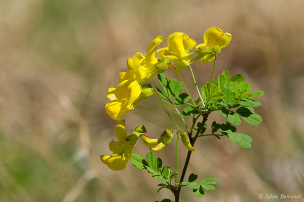 Coronille faux-séné, Coronille arbrisseau — Hippocrepis emerus (L.) Lassen, 1989