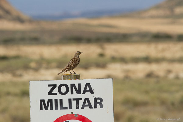 Alouette des champs — Alauda arvensis Linnaeus, 1758, (Bardenas Real, Arguedas (Aragon), Espagne, le 08/06/2022)