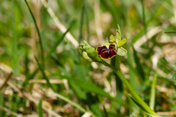 Ophrys araignée ou Oiseau-coquet — Ophrys aranifera Huds., 1778