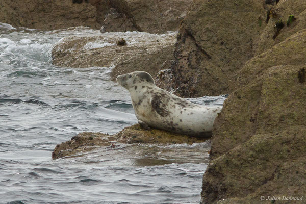 Phoque gris – Halichoerus grypus (Fabricius, 1791), (Réserve naturelle nationale des Sept-Îles, Perros-Guirec (22), France, le 05/07/2021)