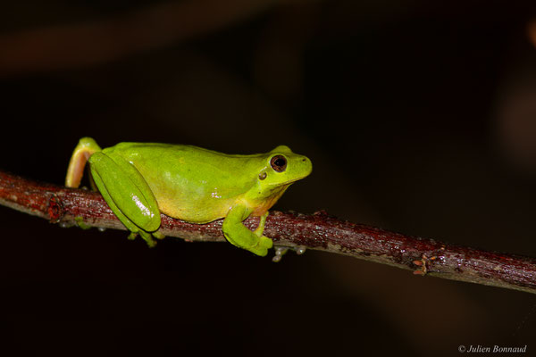 Rainette méridionale — Hyla meridionalis Böttger, 1874, (Tarnos (64), France, le 28/03/2025)