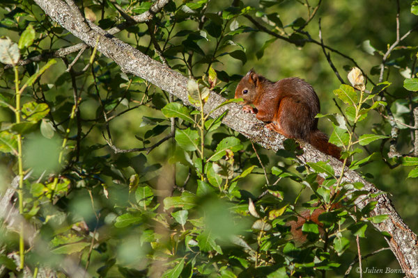 Écureuil roux — Sciurus vulgaris Linnaeus, 1758, (Station de ski de Gourette, Eaux-Bonnes (64), France, le 17/09/2021)