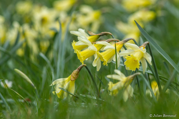 Narcisse jaune — Narcissus pseudonarcissus L., 1753, (Ussat (09), France, le 23/03/2018)