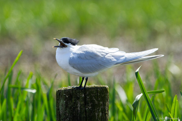 Sterne caugek — Thalasseus sandvicensis (Latham, 1787)
