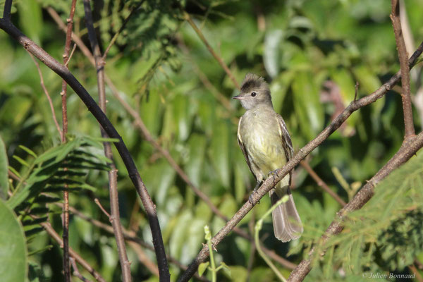 Élénie à ventre jaune — Elaenia flavogaster (Thunberg, 1822)