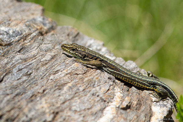 Lézard d'Aurelio — Iberolacerta aurelioi (Arribas, 1994)