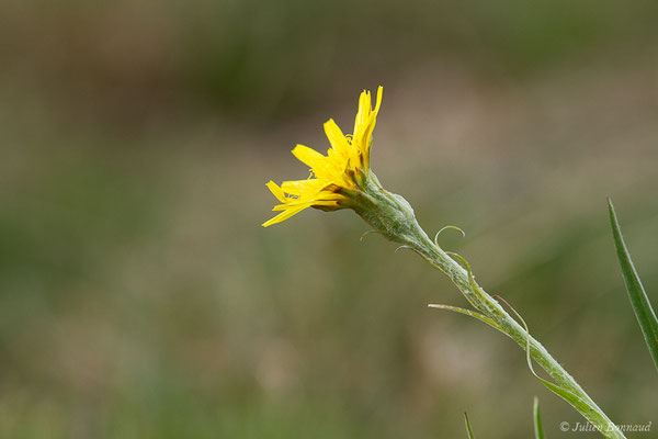 Scorsonère des prés — Scorzonera humilis L., 1753, (Braud-et-Saint-Louis (33), le 06/03/2018)