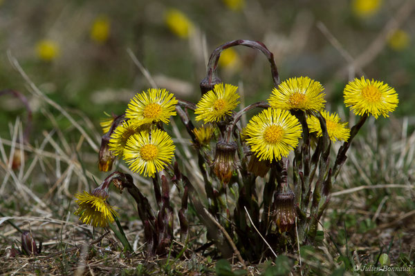 Tussilage — Tussilago farfara L., 1753, (Cauterets (65), France, le 30/03/2018)