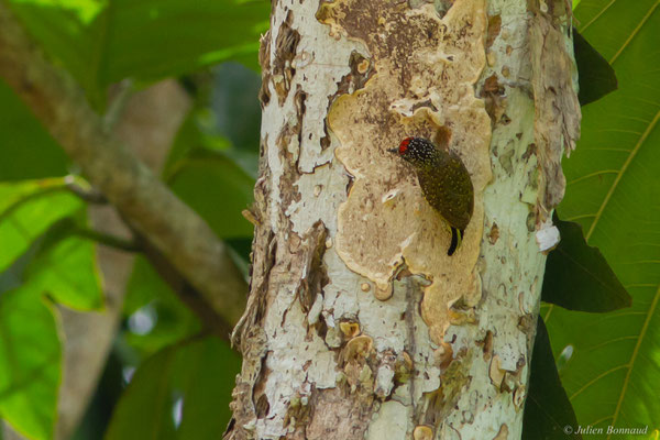Picumne de Buffon — Picumnus exilis (Lichtenstein, 1823), (Citron, Saint-Laurent du Maroni, Guyane, le 10/08/2016)