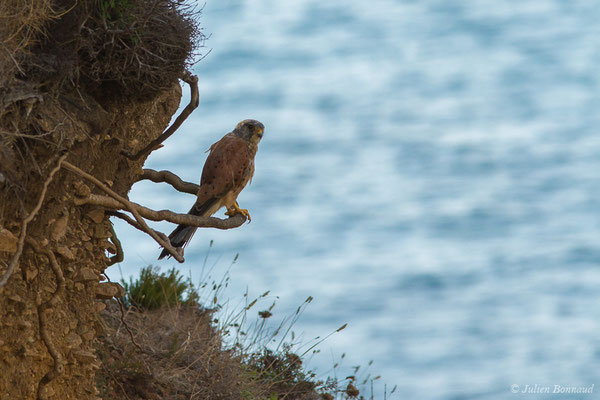 Faucon crécerelle – Falco tinnunculus Linnaeus, 1758, (Ajaccio (2A), France, le 01/09/2019)