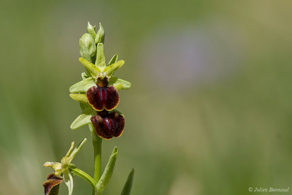 Ophrys araignée ou Oiseau-coquet — Ophrys aranifera Huds., 1778