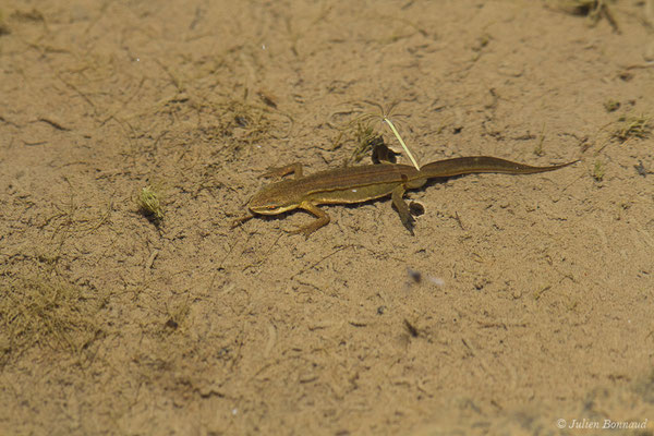Triton palmé – Lissotriton helveticus (Razoumowsky, 1789), (Col du Pourtalet, Laruns (64), France, le 06/07/2019)