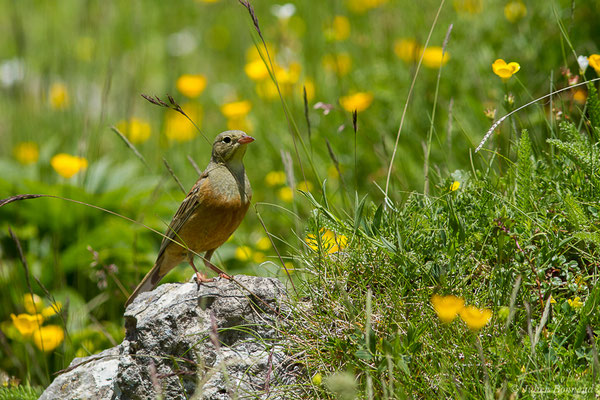 Bruant ortolan — Emberiza hortulana Linnaeus, 1758, (mâle adulte) (Col du Pourtalet, Laruns (64), France, le 22/06/2019)