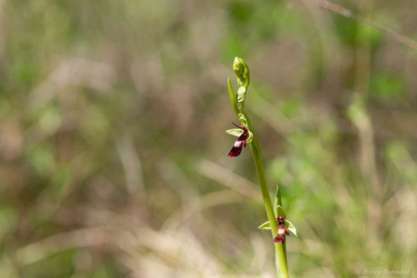 Ophrys mouche — Ophrys insectifera L., 1753