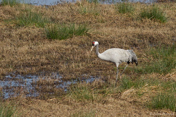 Grue cendrée – Grus grus (Linnaeus, 1758), (réserve des barthes de Saint-Martin-de-Seignanx (64), France, le 19/01/2019)
