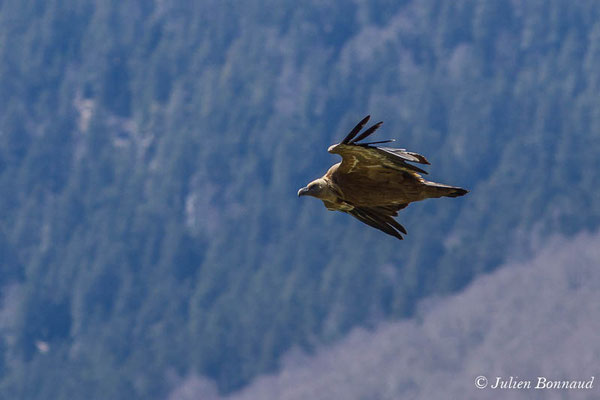 Vautour fauve — Gyps fulvus (Hablizl, 1783), (Etsaut (64), France, le 23/04/2021)