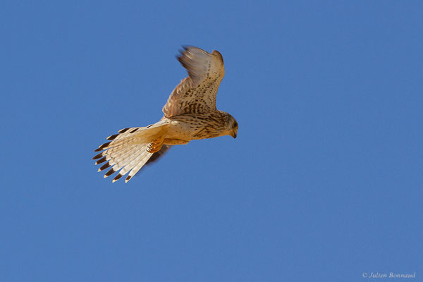 Faucon crécerellette — Falco naumanni Fleischer, JG, 1818, (Fuentes de Nava, Palencia (Castille-et-León), Espagne, le 04/07/2022)