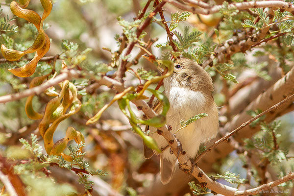 Hypolaïs obscure — Iduna opaca (Cabanis, 1850), (Msseyed (Guelmim-Oued Noun), Maroc, le 29/03/2024)