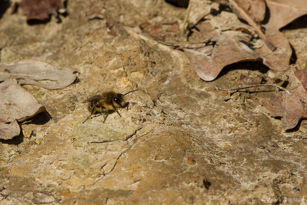 Collète lapin – Colletes cunicularius (Linnaeus, 1761), (Uzeins (64), France, le 16/02/2019)