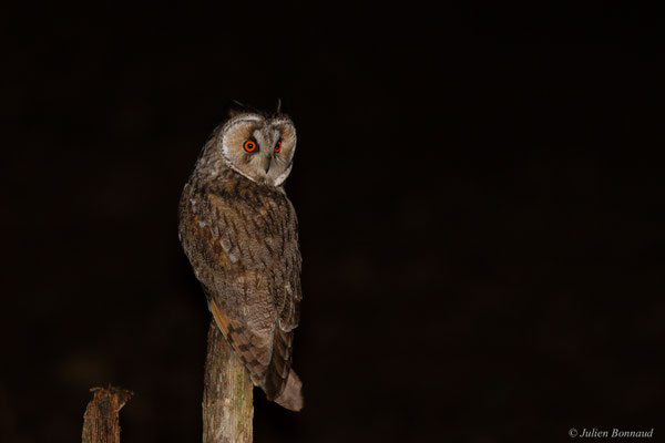 Hibou moyen-duc — Asio otus (Linnaeus, 1758)