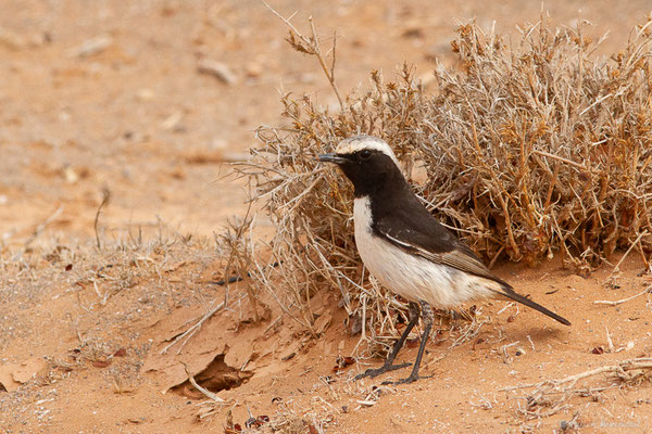 Traquet à tête grise — Oenanthe moesta (Lichtenstein, 1823), ((Msseyed (Guelmim-Oued Noun), Maroc, le 25/03/2024)