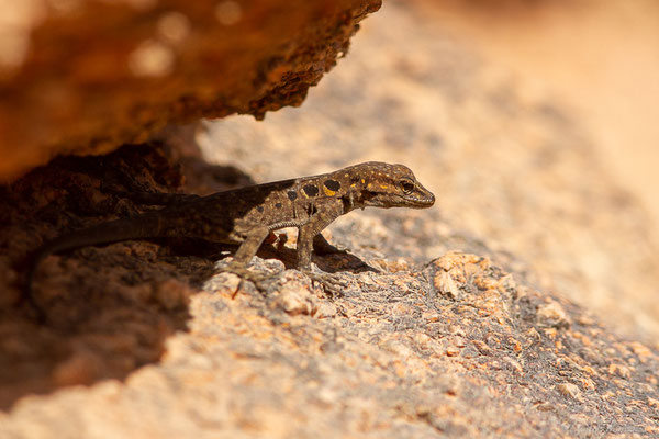 Gecko à paupières épineuses — Quedenfeldtia moerens (Chabanaud, 1916)