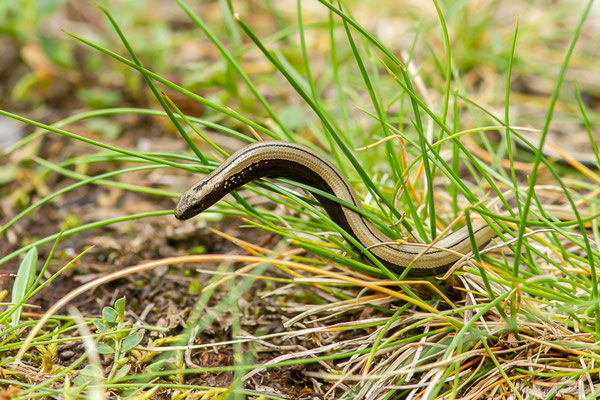 Orvet fragile — Anguis fragilis (Linnaeus, 1758), (juvénile), (Etsaut (64), France, le 12/06/2023)