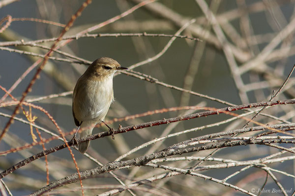 Pouillot véloce — Phylloscopus collybita (Vieillot, 1817), (Parc écologique Plaiaundi, Irun, Espagne, le 20/12/2020)