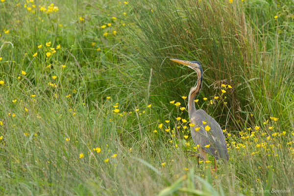 Héron pourpré — Ardea purpurea Linnaeus, 1766, (Braud-et-Saint-Louis (33), France, le 09/05/2019)