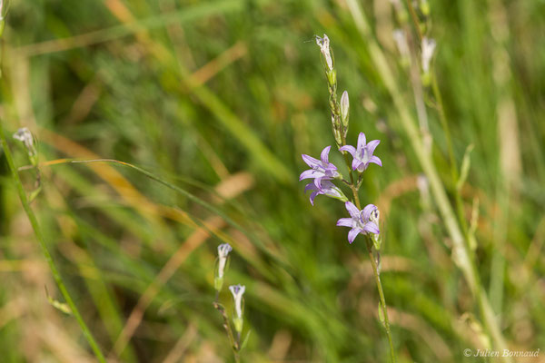 Campanule raiponce — Campanula rapunculus L., 1753, (Mézières-en-Brenne (36), France, le 13/06/2021)