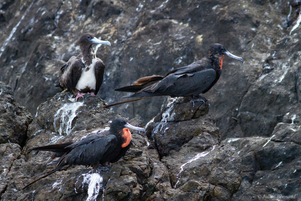 Frégate superbe — Fregata magnificens Mathews, 1914, (mâles adultes), (Île du Grand Connétable, Guyane, le 09/08/2017)