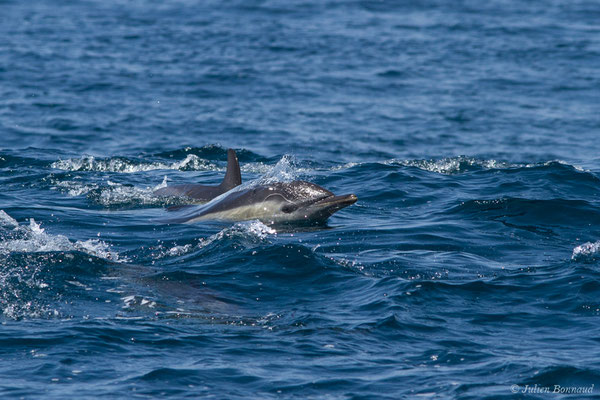 Dauphin commun, Dauphin commun à bec court ou Dauphin commun à bec long – Delphinus delphis Linnaeus, 1758, (Sagres (Vila do Bispo), Algarve (Portugal), le 31/08/2018)