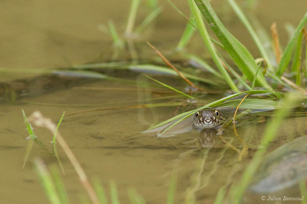 Couleuvre vipérine — Natrix maura (Linnaeus, 1758), (adulte) (Adé (65), France, le 17/05/2021)