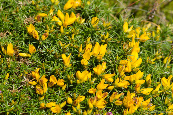 Ajonc de Le Gall — Ulex gallii Planch., 1849