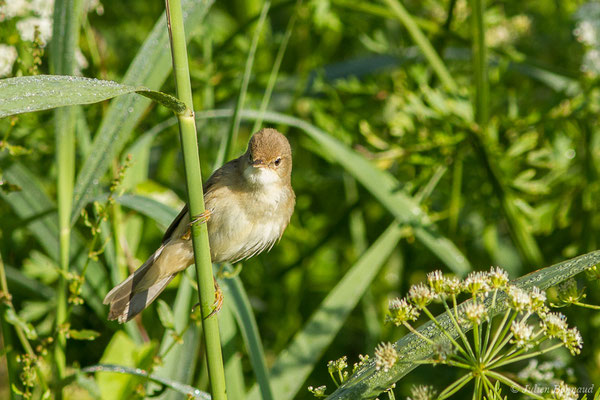 Rousserolle effarvatte — Acrocephalus scirpaceus (Hermann, 1804), (Urt (64), France, le 19/05/2020)