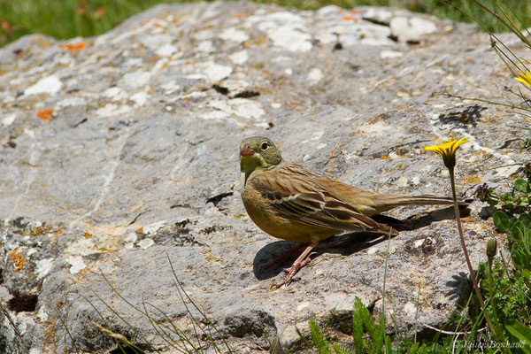 Bruant ortolan — Emberiza hortulana Linnaeus, 1758, (mâle adulte) (Col du Pourtalet, Laruns (64), France, le 22/06/2019)